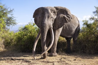 African elephant (Loxodonta africana) the famous Super Tusker elephant Craig, old male with long
