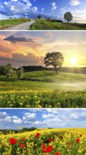 Collage of spring and summer landscapes, blooming flowers, green meadows and trees, hilly landscape