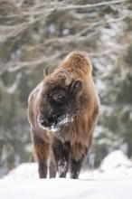 European bison (Bison bonasus) or Wisent standing on a meadow next to the forest in winter, snow,