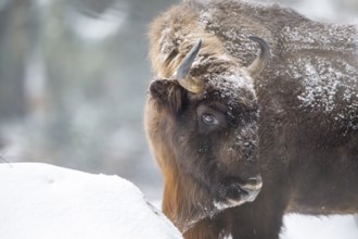 European bison (Bison bonasus) or Wisent portrait in winter, snow, Bavaria, Germany