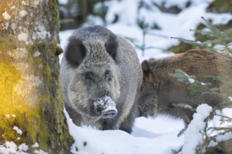Wild boar (Sus scrofa) standing in a forest in winter, snow, Bavaria, Germany