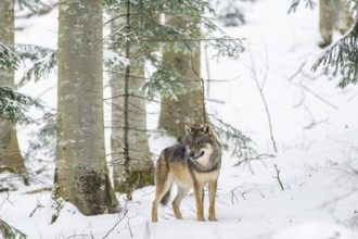 European gray wolf (Canis lupus lupus) standing in a forest in winter, snow, Bavaria, Germany
