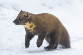 European pine marten (Martes martes) running in the snow in winter, National Park Bavarian Forest,