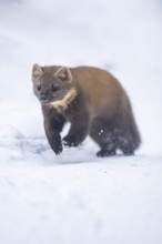 European pine marten (Martes martes) running in the snow in winter, National Park Bavarian Forest,