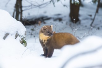 European pine marten (Martes martes) standing in the snow in winter, National Park Bavarian Forest,