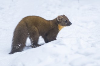 European pine marten (Martes martes) standing in the snow in winter, National Park Bavarian Forest,