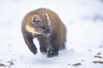 European pine marten (Martes martes) running in the snow in winter, National Park Bavarian Forest,