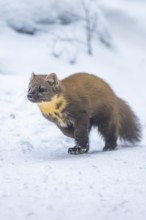 European pine marten (Martes martes) running in the snow in winter, National Park Bavarian Forest,