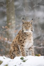 Eurasian lynx (Lynx lynx) sitting in a forest in winter, snow, Bavaria, Germany