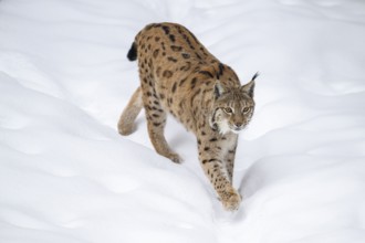 Eurasian lynx (Lynx lynx) walking in a forest in winter, snow, Bavaria, Germany