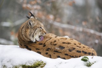 Eurasian lynx (Lynx lynx) lying in a forest in winter, snow, Bavaria, Germany
