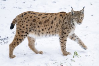 Eurasian lynx (Lynx lynx) walking in a forest in winter, snow, Bavaria, Germany