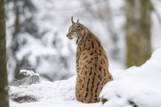 Eurasian lynx (Lynx lynx) sitting in a forest in winter, snow, Bavaria, Germany