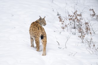 Eurasian lynx (Lynx lynx) standing in a forest in winter, snow, Bavaria, Germany