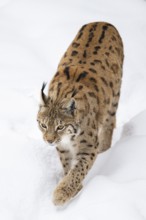 Eurasian lynx (Lynx lynx) walking in a forest in winter, snow, Bavaria, Germany