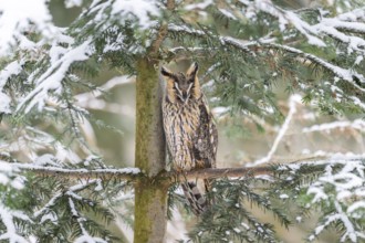 Long-eared owl (Asio otus) sitting on a branch in winter, National Park Bavarian Forest, Bavaria,