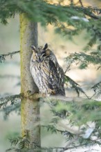 Long-eared owl (Asio otus) sitting on a branch in winter, National Park Bavarian Forest, Bavaria,