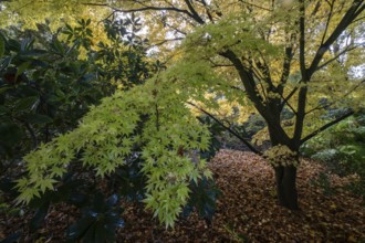 Japanese Japanese maple (Acer palmatum Sangu-Kaku) in autumn leaves, Emsland, Lower Saxony, Germany