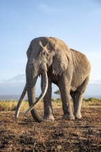 African elephant (Loxodonta africana), the famous Super Tusker elephant Craig, old male with long