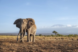 African elephant (Loxodonta africana) in picturesque landscape with the summit of Mount