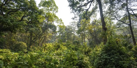 Dense vegetation in tropical mountain rain forest, primeval forest, Bwindi Impenetrable Forest,