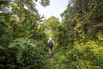 Tourist hiking trail through dense vegetation in tropical mountain rainforest, primeval forest,