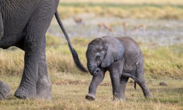 African elephant (Loxodonta africana), small young, baby elephant, Amboseli National Park, Rift