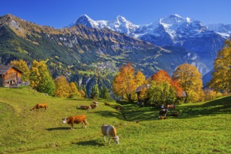 Autumn landscape in the hamlet of Sulwald with views of Wengen and Eiger 3967m, Mönch 4110m and