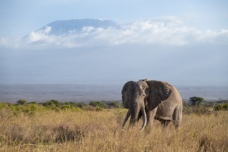 African elephant (Loxodonta africana) in picturesque savanna landscape with the summit of Mount