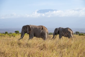 Two African elephants (Loxodonta africana) in a picturesque savanna landscape with the summit of