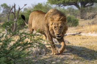 Lion (Panthera leo), adult male walking, Moremi Game Reserve, Botswana