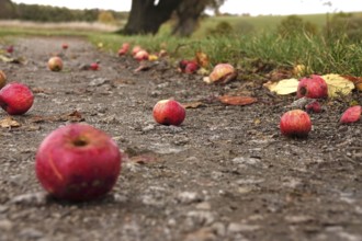 Fallen fruit, autumn time, Germany