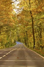 Road in autumn, autumn leaves, Germany