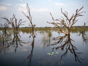 Dead trees are reflected in the river, Thamalakane River, Okavango Delta, Botswana