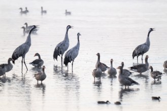 Cranes (Grus grus), cranes and gray geese (Anser anser) stand in the shallow water zone of a lake,