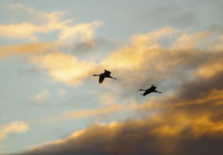 Crane (Grus grus) two cranes flying in the morning light against a blue sky with warm orange