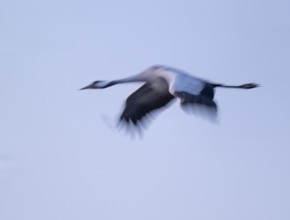 Crane (Grus grus) flying in morning light, motion blur, long exposure, puller, wiping effect, Lower