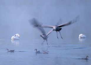 Crane (Grus grus), two cranes flying over a shallow water zone of a lake in morning light, motion