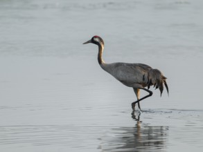 Crane (Grus grus) standing in the shallow water zone of a lake, warm morning light, Lower Saxony,