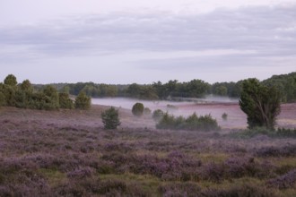 Enchanting morning atmosphere in August with fog in the blooming Lüneburger Heide near