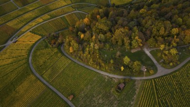 Golden sunset over the glowing autumnal vineyards on the Kappelberg between Fellbach and Stuttgart
