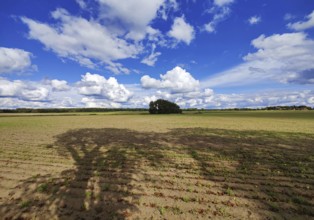 Cultural landscape, Sonnenberg municipality, Oberhavel district, Brandenburg, Germany