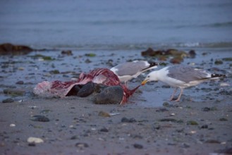 Two herring gulls (Larus argentatus) stand on a quiet, rocky sandy beach at dusk and peck at a dead