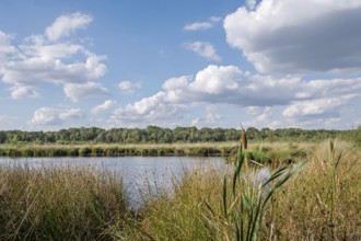Haaksbergerveen Nature Reserve, Oberjissel Province, Haaksbergen, Netherlands