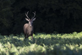 Red deer at the rutting 2025, London, Great Britain