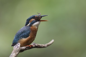 Kingfisher (Alcedo atthis) with brown trout, Bitburg, Rhineland-Palatinate, Germany