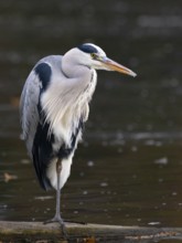 A gray heron on the water, Ruhrpott, North Rhine-Westphalia, Germany