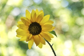 Blossom of a sunflower with beautiful bokeh, Germany