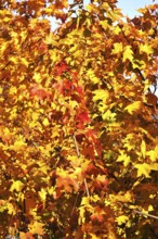 Autumn colors, Golden October, Germany