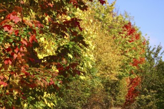 Autumn colors, Golden October, Germany
